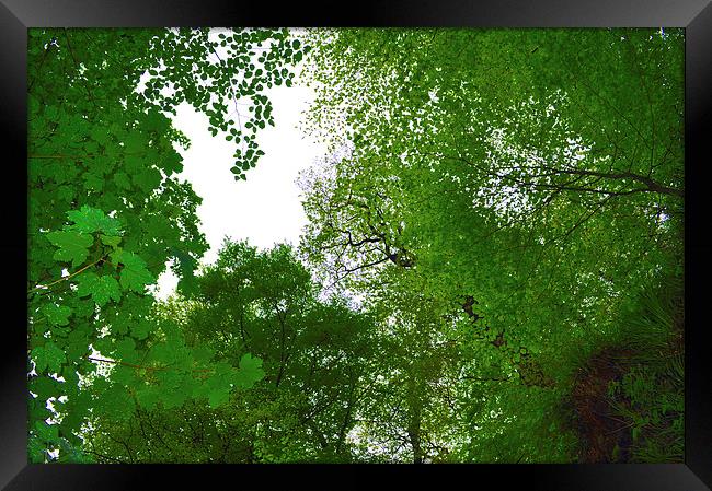 Looking through the trees Framed Print by Maria Carter