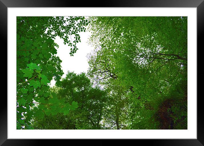 Looking through the trees Framed Mounted Print by Maria Carter
