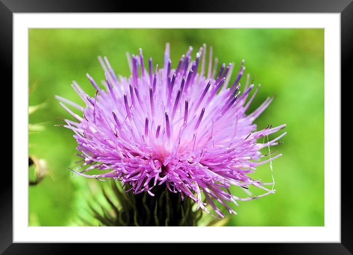 Thistle perfection Framed Mounted Print by Maria Carter