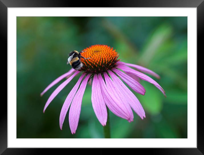 Bee pollen gathering Framed Mounted Print by Maria Carter