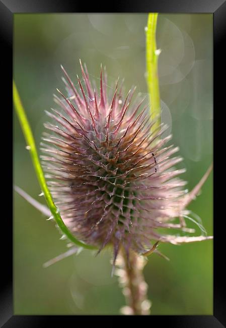 Sunlight Thistle Framed Print by Maria Carter