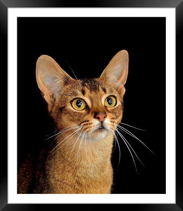 Portrait of  Usual Abyssinian Kitten Framed Mounted Print by RITA BRUCHE
