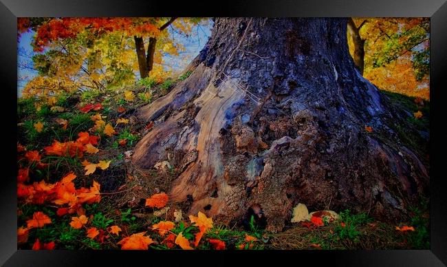 Autumn Colours Framed Print by Victor Burnside