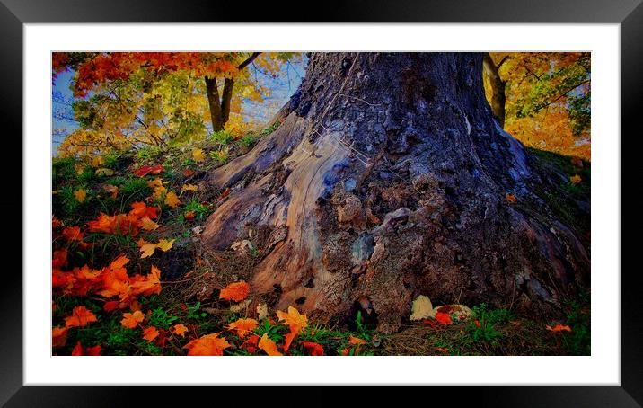 Autumn Colours Framed Mounted Print by Victor Burnside