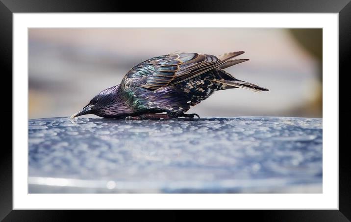 Starling Framed Mounted Print by Victor Burnside