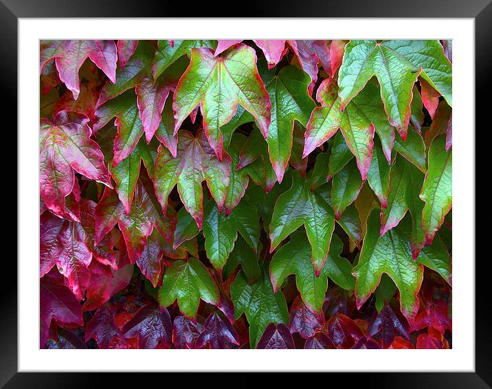 Ivy Framed Mounted Print by Victor Burnside