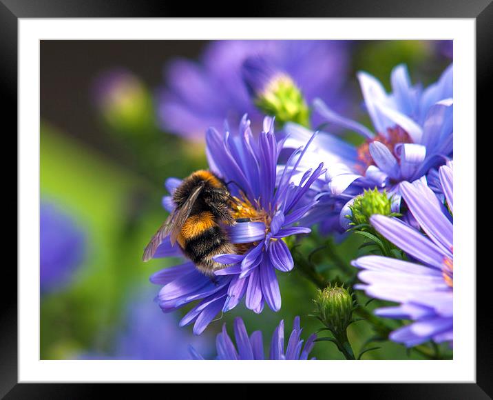Bee Framed Mounted Print by Victor Burnside