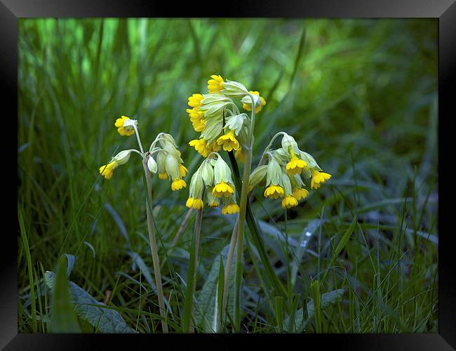 Cowslips Framed Print by Victor Burnside