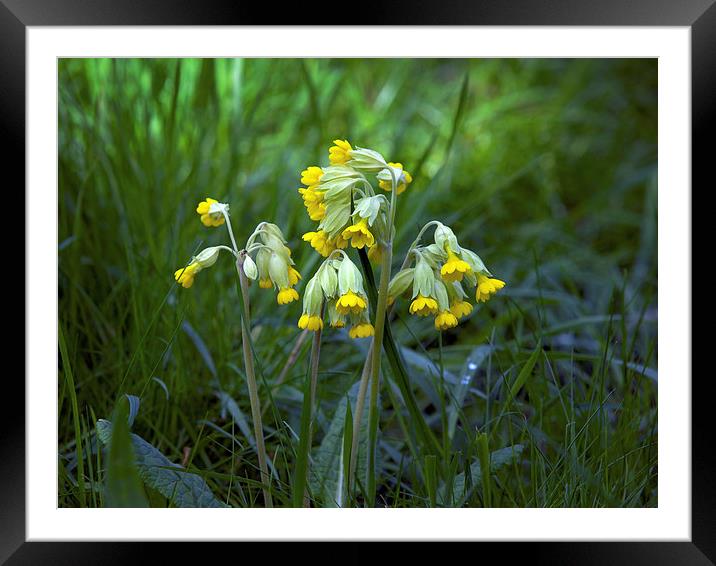 Cowslips Framed Mounted Print by Victor Burnside