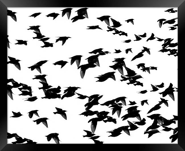 Starlings Framed Print by Victor Burnside