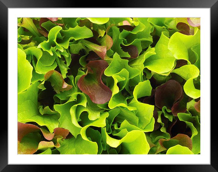 Lettuce Framed Mounted Print by Victor Burnside