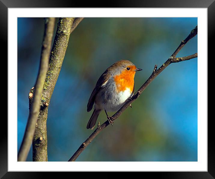 Robin Framed Mounted Print by Victor Burnside