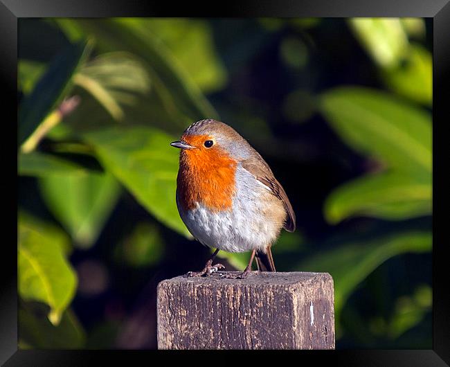 Robin Framed Print by Victor Burnside