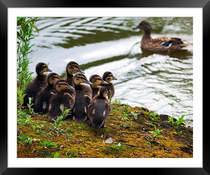 Chicks Framed Mounted Print by Victor Burnside