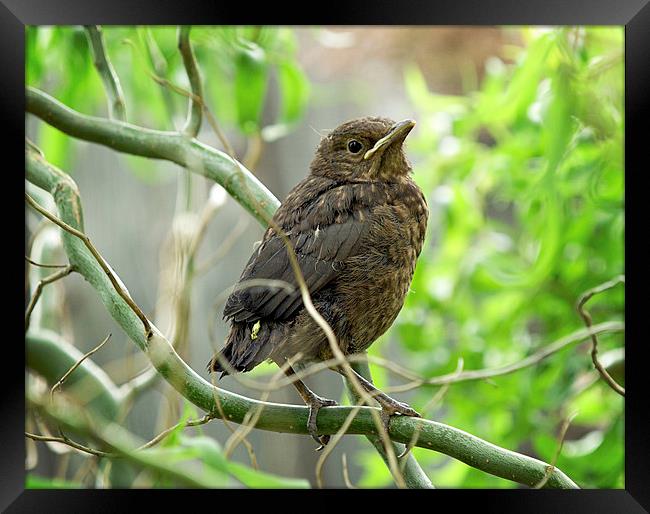 Blackbird Framed Print by Victor Burnside