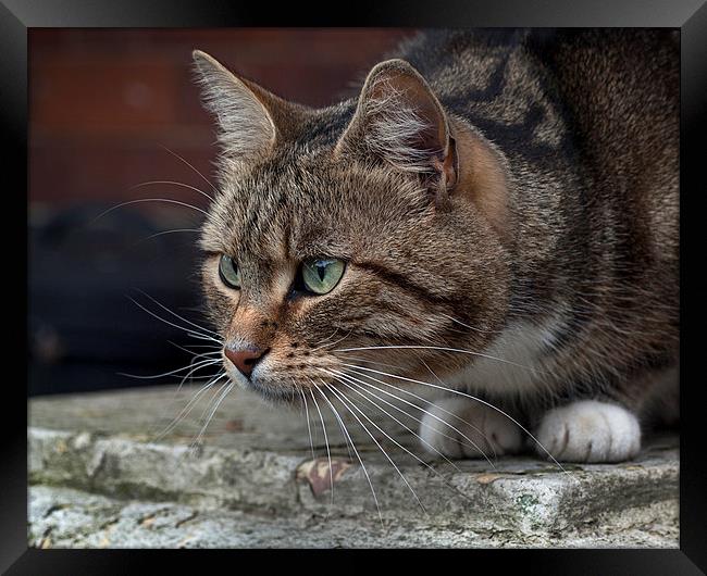 Cat Framed Print by Victor Burnside