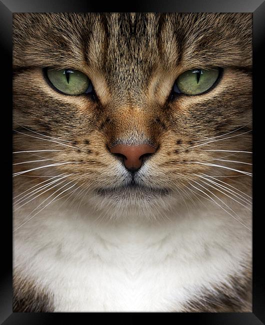 Cat Framed Print by Victor Burnside