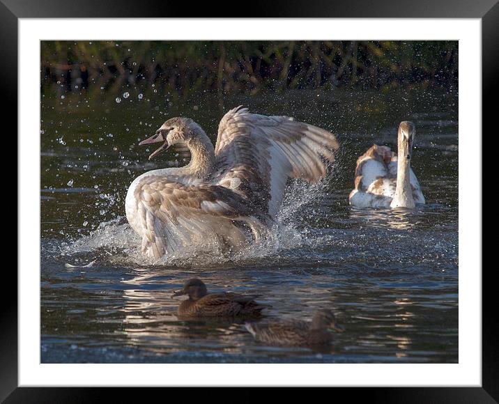 Swans Framed Mounted Print by Victor Burnside