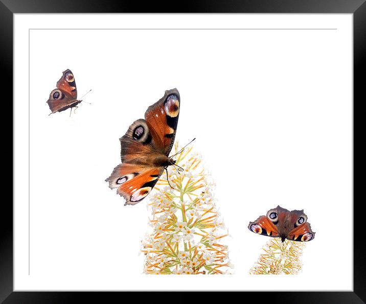 Butterflies Framed Mounted Print by Victor Burnside