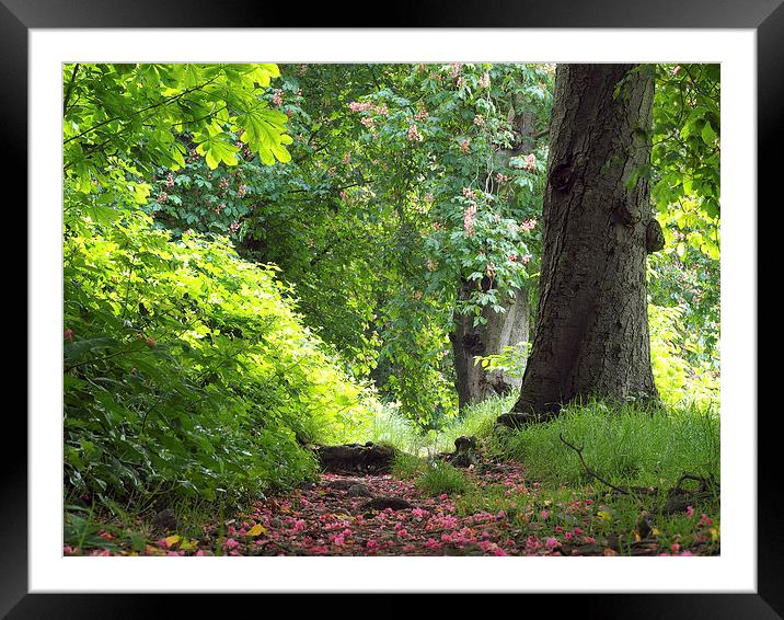 Woodland Trail Framed Mounted Print by Victor Burnside