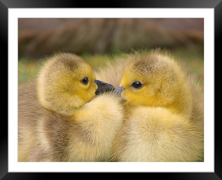 Goslings Framed Mounted Print by Victor Burnside