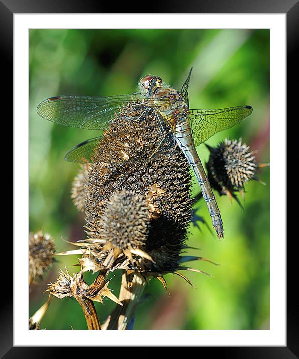 Dragonfly Framed Mounted Print by Victor Burnside