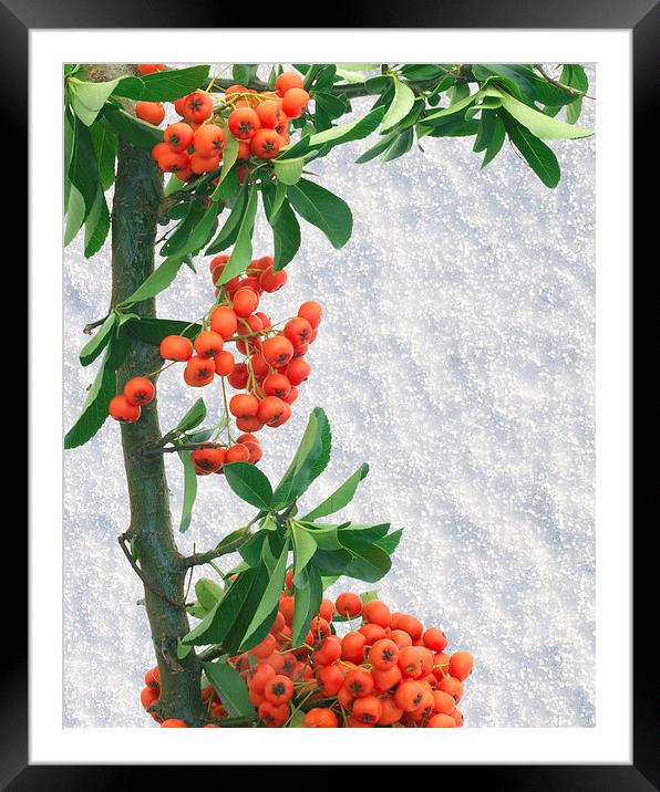 Pyracantha Framed Mounted Print by Victor Burnside