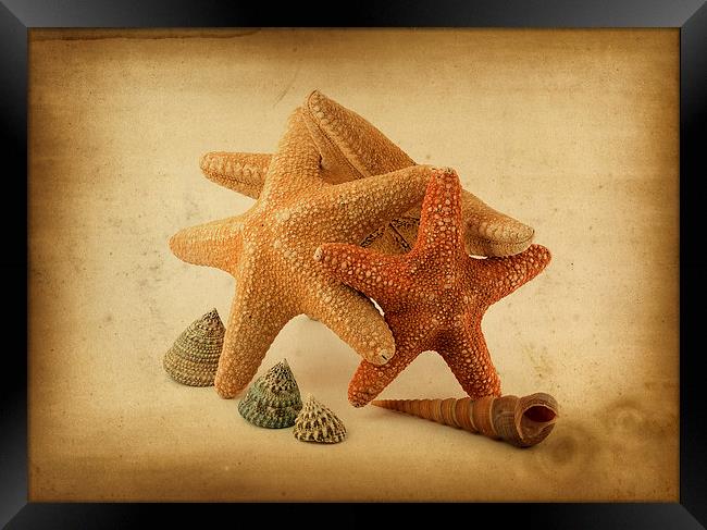 Starfish Framed Print by Victor Burnside