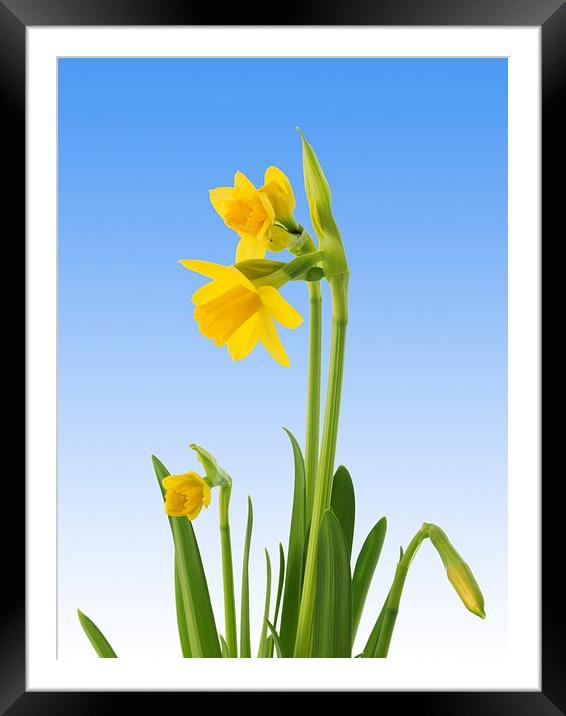 Daffodils Framed Mounted Print by Victor Burnside