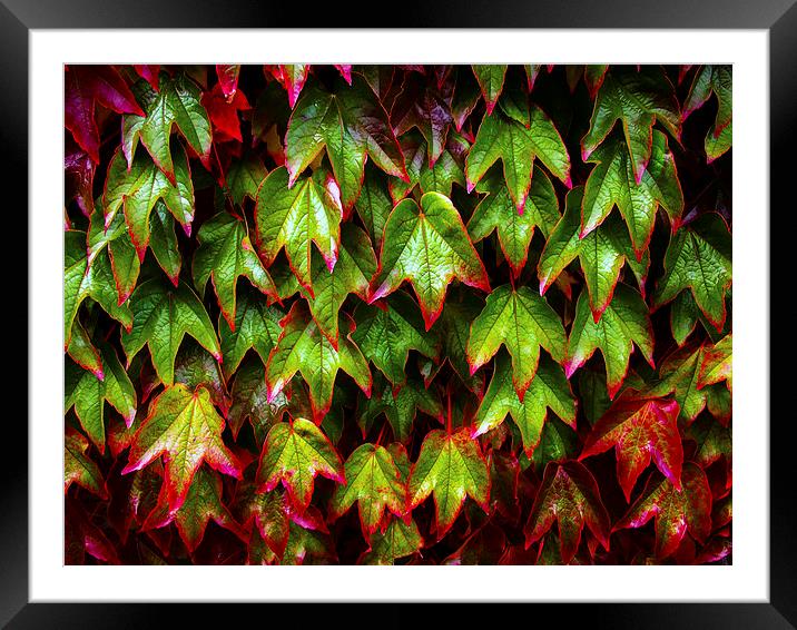 Ivy Framed Mounted Print by Victor Burnside