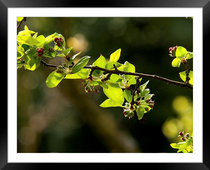 Apple Tree Framed Mounted Print by Victor Burnside