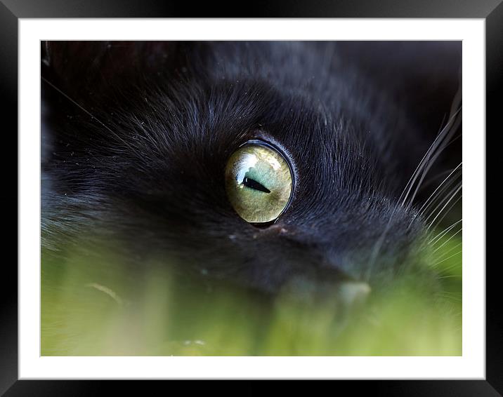 Cats Eye Framed Mounted Print by Victor Burnside