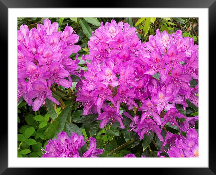Rhododendron Framed Mounted Print by Victor Burnside