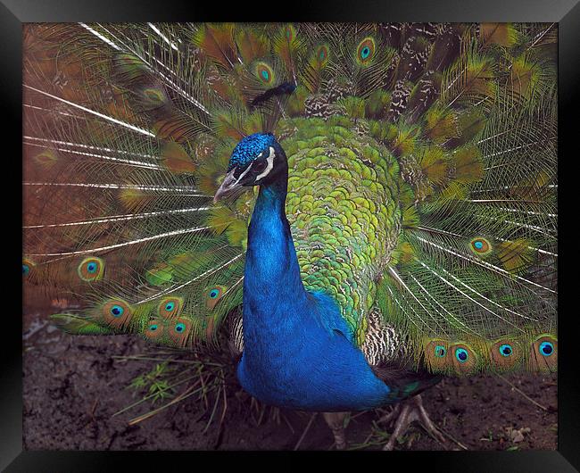 Peacock Framed Print by Victor Burnside