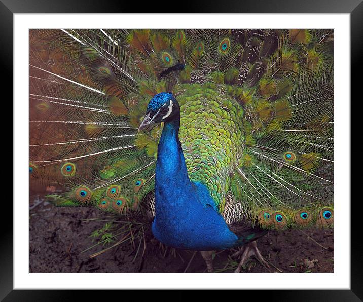 Peacock Framed Mounted Print by Victor Burnside