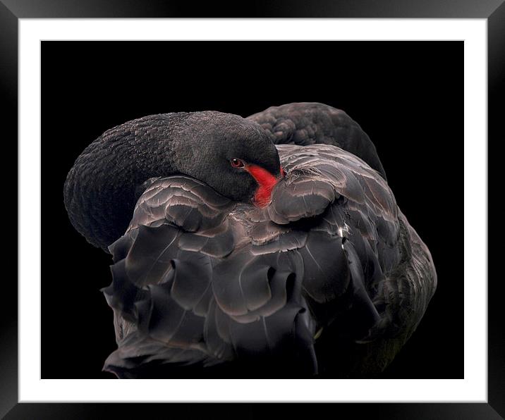 Black Swan Framed Mounted Print by Victor Burnside