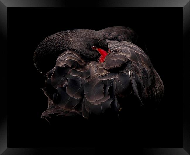 Black Swan Framed Print by Victor Burnside