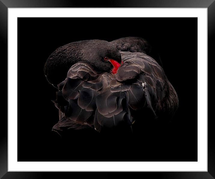 Black Swan Framed Mounted Print by Victor Burnside