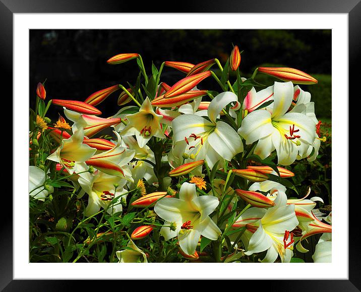 Lilies Framed Mounted Print by Victor Burnside