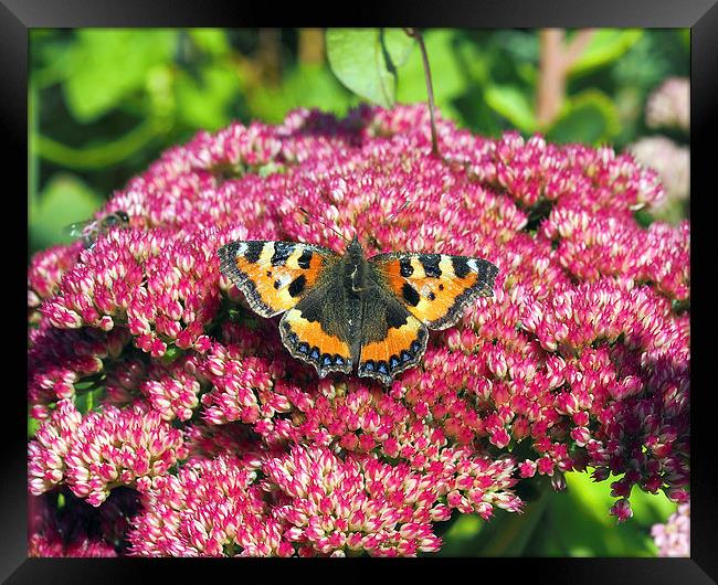 Tortoishell Butterfly Framed Print by Victor Burnside