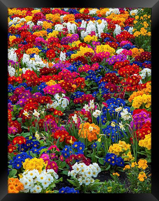 Flowers Framed Print by Victor Burnside
