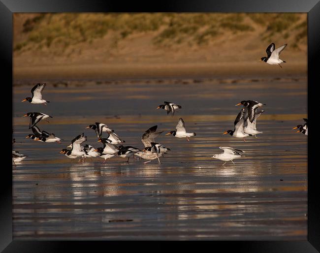 Oystercatchers Framed Print by Victor Burnside