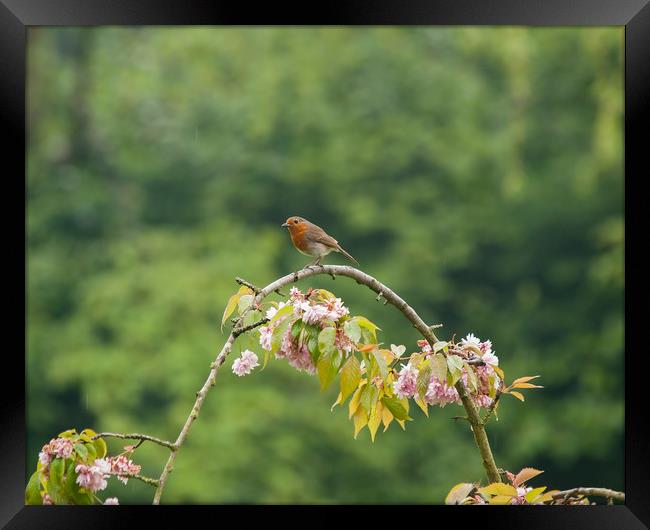 Robin Framed Print by Victor Burnside