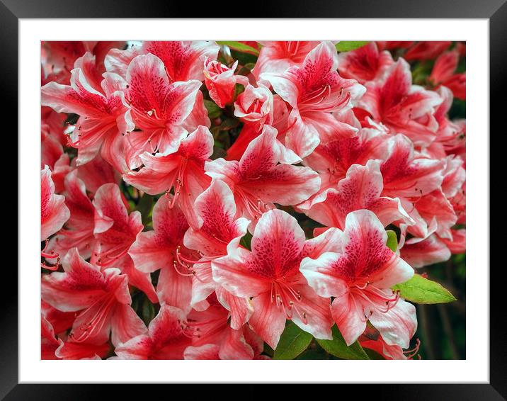 Azalea Framed Mounted Print by Victor Burnside