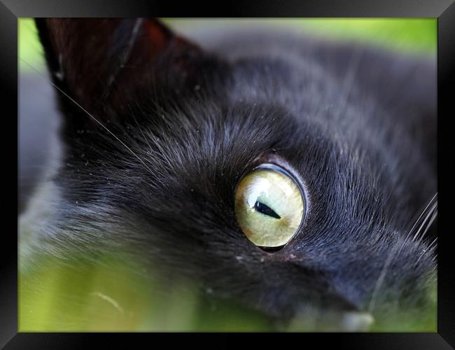 Cats Eye Framed Print by Victor Burnside