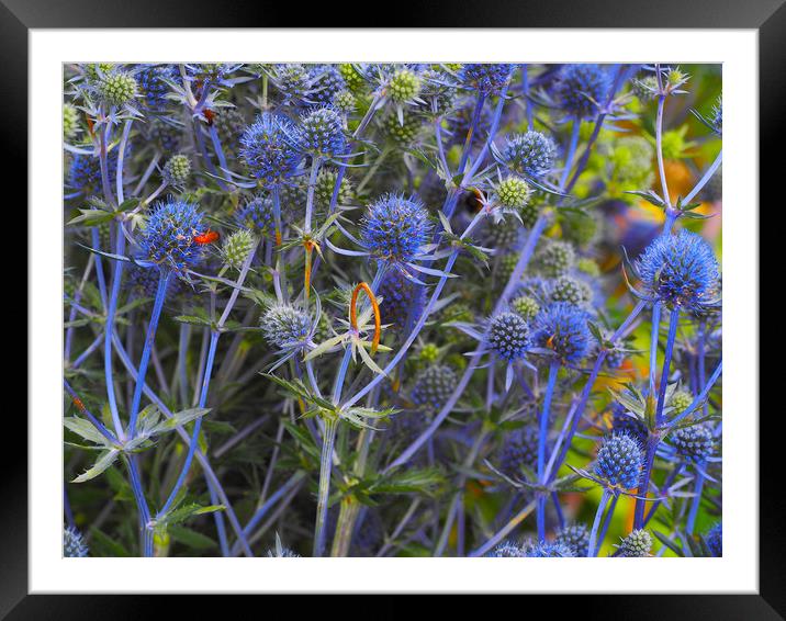 Sea Holly Framed Mounted Print by Victor Burnside
