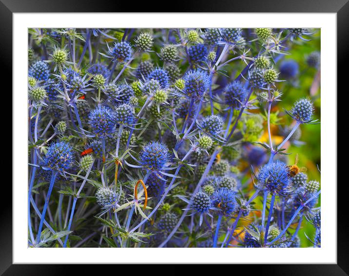 Sea Holly Framed Mounted Print by Victor Burnside