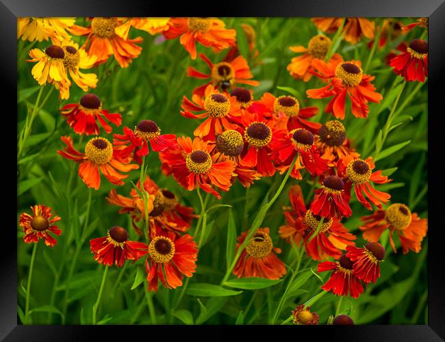 Helenium Framed Print by Victor Burnside