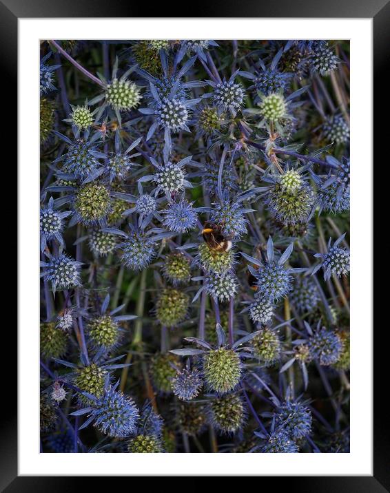 Sea Holly Framed Mounted Print by Victor Burnside