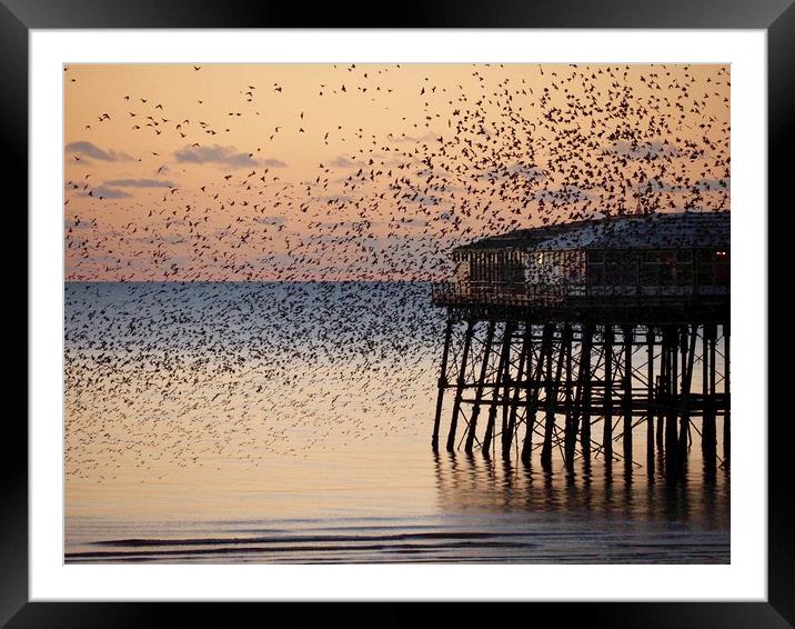 Starlings     Framed Mounted Print by Victor Burnside